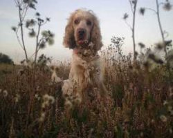 Hund2