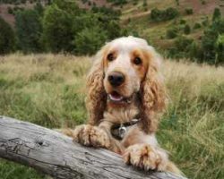 hund1
